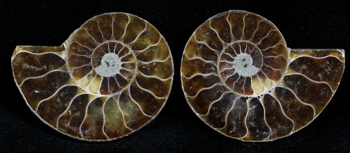 Small Desmoceras Ammonite Pair - #27907
